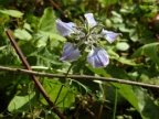 Nigella arvensis