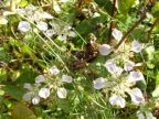 Nigella arvensis