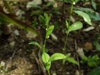 Polygonum aviculare