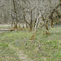 20090410_141511_les_bois.jpg