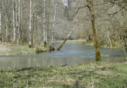 Le Doubs en aval de l'usine du Refrain