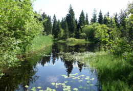 Etang artificiel de tourbière (La Chaux-des-Breuleux et La Chaux-de-Tramelan). 