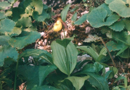 Cypripedium calceolus, Sabot de Vénus