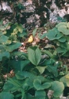 Cypripedium calceolus, Sabot de Vénus