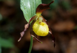 Cypripedium calceolus, Sabot de Vénus