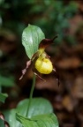 Cypripedium calceolus, Sabot de Vénus