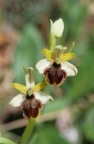 Ophrys araneola, Ophrys araignée précoce