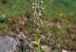 Himantoglossum hircinum, Orchis à odeur de bouc