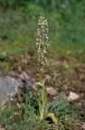 Himantoglossum hircinum, Orchis à odeur de bouc