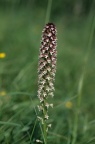 Orchis ustulata, Orchis brûlé