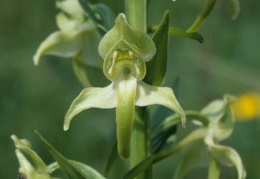 Platanthera chlorantha, Platanthère à fleurs verdâtres