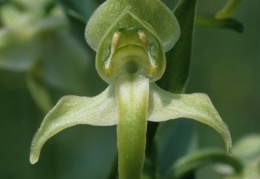 Platanthera chlorantha, Platanthère à fleurs verdâtres