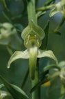 Platanthera chlorantha, Platanthère à fleurs verdâtres