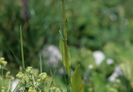 Traunsteinera globosa, Orchis globuleux