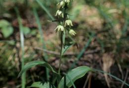 Epipactis muelleri, Épipactis de Müller