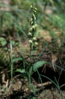 Epipactis muelleri, Épipactis de Müller