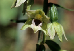 Epipactis muelleri, Épipactis de Müller