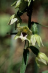 Epipactis muelleri, Épipactis de Müller