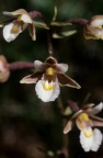 Epipactis palustris, Épipactis des marais