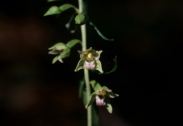 Epipactis leptochila, Épipactis à labelle étroit