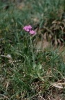 Primula farinosa, Primevère farineuse