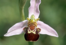 Ophrys apifera, Ophrys abeille