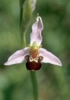 Ophrys apifera, Ophrys abeille