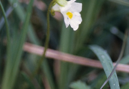 Pinguicula alpina, Grassette des Alpes