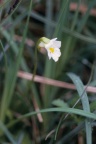 Pinguicula alpina, Grassette des Alpes