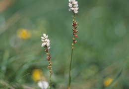 Polygonum viviparum, Renouée vivipare