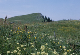 Allium victorialis, Ail victorial