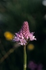 Traunsteinera globosa, Orchis globuleux