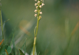 Pseudorchis albida, Pseudorchis blanchâtre