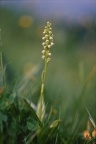 Pseudorchis albida, Pseudorchis blanchâtre