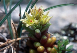 Sedum atratum, Orpin noirâtre