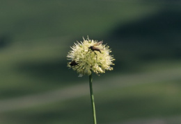 Allium victorialis, Ail victorial