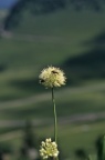 Allium victorialis, Ail victorial