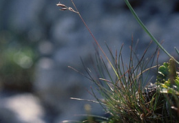 Festuca quadriflora, Fétuque naine