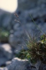 Festuca quadriflora, Fétuque naine