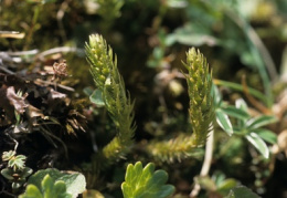 Selaginella selaginoides, Sélaginelle spinuleuse