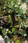 Selaginella selaginoides, Sélaginelle spinuleuse