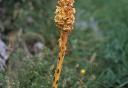 Orobanche laserpitii-sileris, Orobanche du sermontain