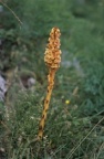 Orobanche laserpitii-sileris, Orobanche du sermontain