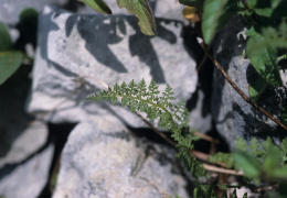 Cystopteris alpina, Cystoptéris des Alpes