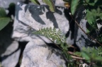 Cystopteris alpina, Cystoptéris des Alpes