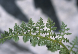 Cystopteris alpina, Cystoptéris des Alpes