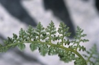 Cystopteris alpina, Cystoptéris des Alpes