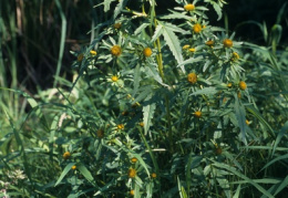 Bidens radiata, Bident rayonnant