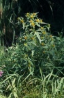 Bidens radiata, Bident rayonnant