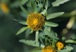 Bidens radiata, Bident rayonnant